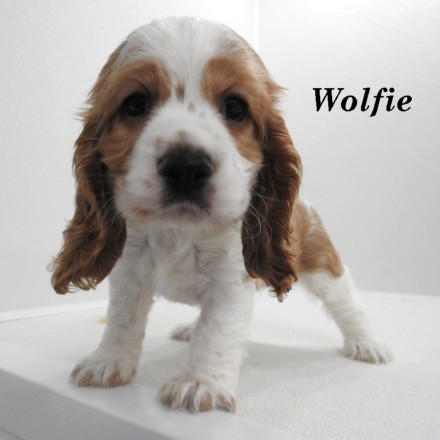 puppy, for, sale, Cocker Spaniel, Joe & Cherri  Overlease, dog, breeder, Miller, MO, dog-breeder, puppy-for-sale, forsale, nearby, find, puppyfind, locator, puppylocator, aca